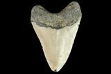 Fossil Megalodon Tooth - North Carolina #109822-2